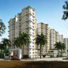 Prestige Pine Wood